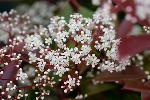 Nom scientifique Photinia serrulata ou Pyracantha coccinea