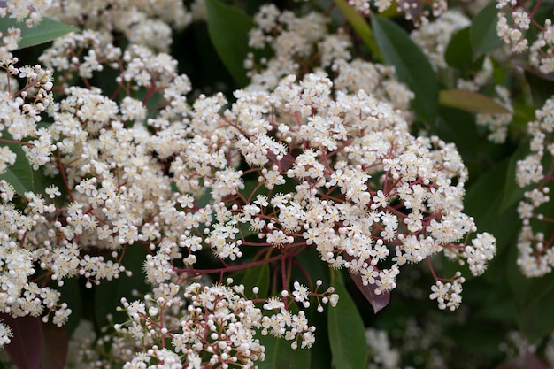 Nom scientifique Photinia serrulata ou Pyracantha coccinea