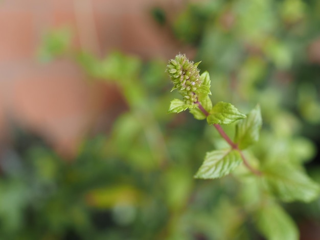 Nom scientifique de l'usine de menthe poivrée Mentha piperita selective focus