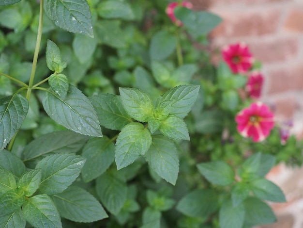 Nom scientifique de l'usine de menthe poivrée Mentha piperita