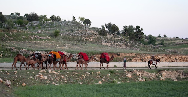 Nomades avec des animaux