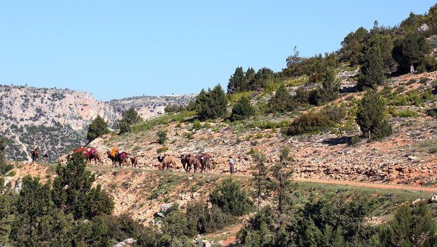 Nomades avec des animaux