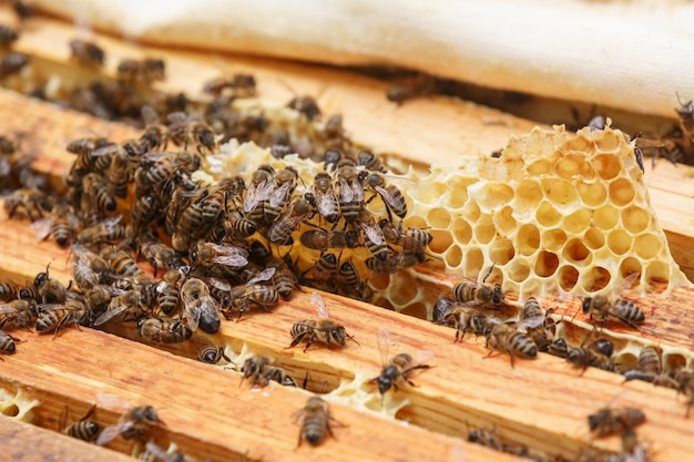 De nombreuses abeilles mangeant les restes de miel de nids d'abeilles dans une ruche