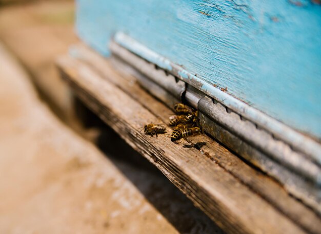 De nombreuses abeilles retournent à la ruche et entrent dans la ruche avec le nectar de fleurs et le pollen de fleurs collectés Miel de ferme biologique sain La ruche en bois est bleue