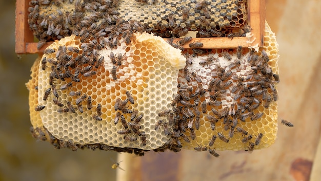 Photo de nombreuses abeilles travaillent sur les nids d'abeilles