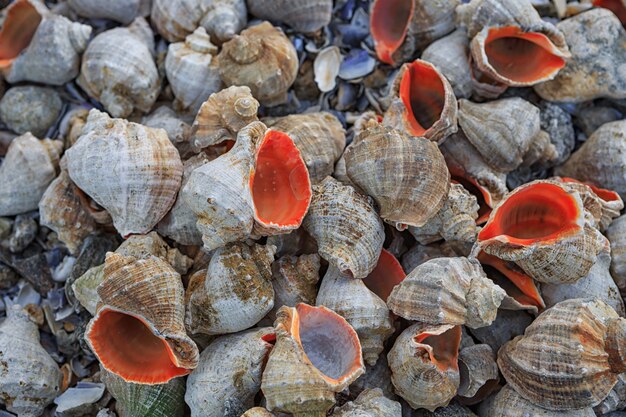 De nombreuses coquilles vides de fond rapana, gros plan