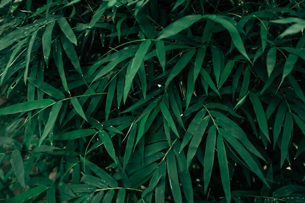 De nombreuses feuilles de bambou feuilles vertes abstraites texture fond nature