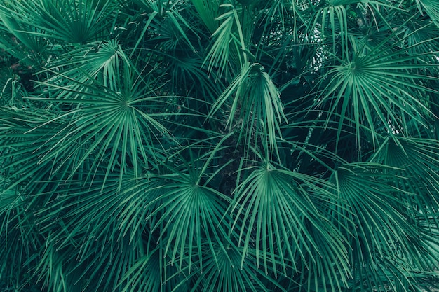 Nombreuses feuilles vertes du palmier tropical de la famille Sabal minor. Fond tropical naturel.