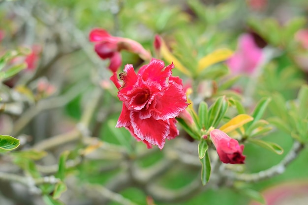 De nombreuses fleurs d'Adenium obesum close up