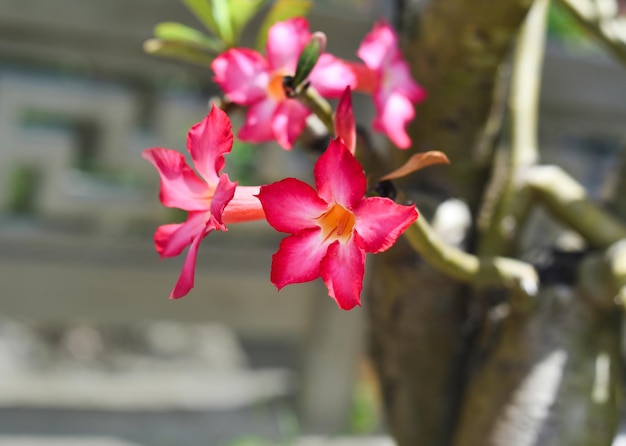 De nombreuses fleurs d'Adenium obesum close up