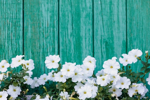 De nombreuses fleurs blanches poussent sur le fond de planches verticales peintes en vert.