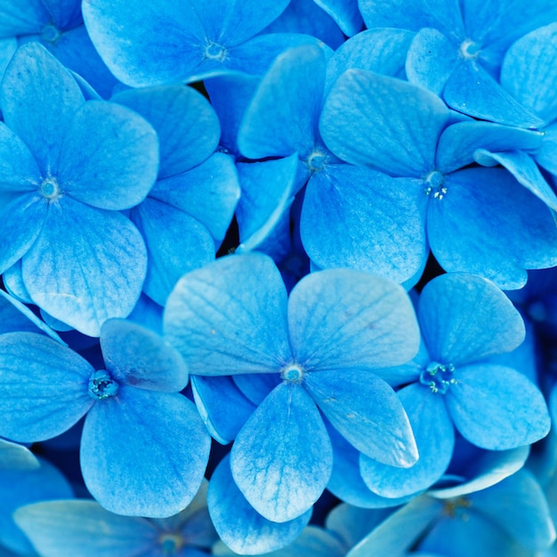 De nombreuses fleurs d'hortensia bleu poussant dans le fond floral du jardin