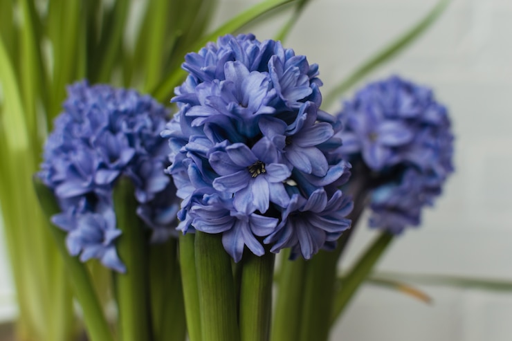 Photo nombreuses fleurs de jacinthes en bleu