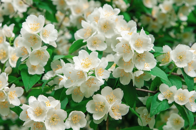 De Nombreuses Fleurs De Jasmin En Fleurs Sur Un Jasmin à L'extérieur De L'arrière-plan