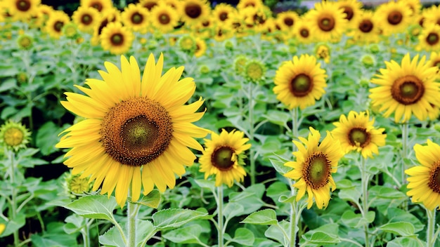 De nombreuses fleurs jaunes du Tournesol ou Helianthus Annuus fleurissent dans le champ, écran large 16:9