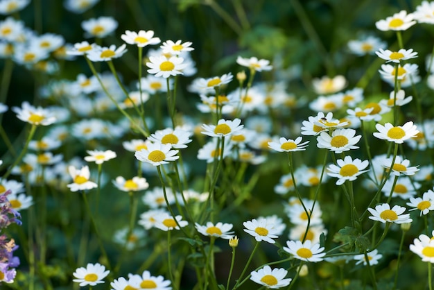 De nombreuses fleurs de marguerite poussant dans un jardin botanique verdoyant et pittoresque Plantes à fleurs de marguerite blanche brillante sur un terrain herbeux au printemps Jolies fleurs florissantes dans une prairie luxuriante dans la nature