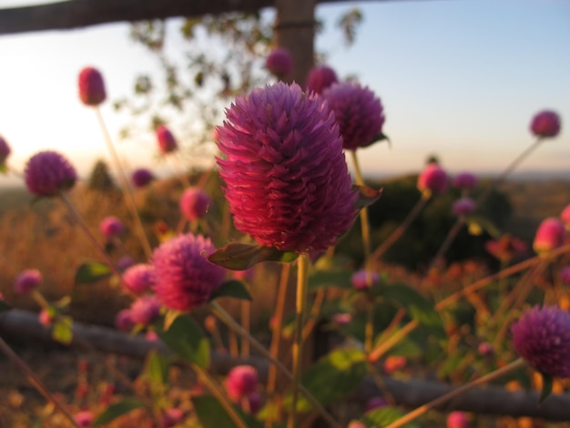 De nombreuses fleurs roses sont en plein essor dans la colline de Thaïlande