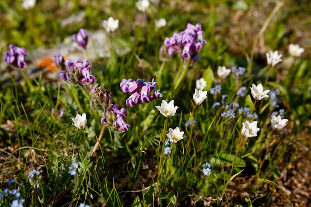 De nombreuses fleurs sauvages poussant dans un pré dans l'herbe verte