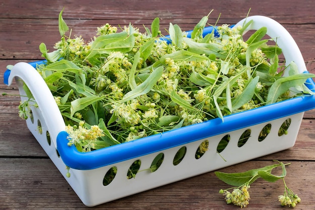 De nombreuses fleurs de tilleul dans un panier pour la phytothérapie