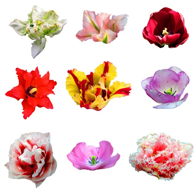 De nombreuses fleurs de tulipes de différentes variétés, couleurs et formes isolées sur blanc. Neuf tulipes différentes