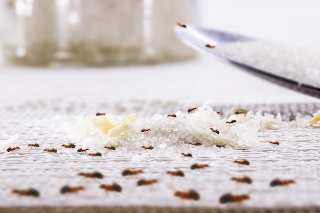 De nombreuses fourmis sur la table de la cuisine au milieu de la maison sale de la fourmi sucrée sucrée tombée service de détection nécessaire mise au point ponctuelle