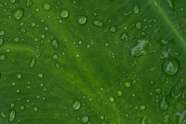 De nombreuses gouttelettes se répandent sur une feuille verte