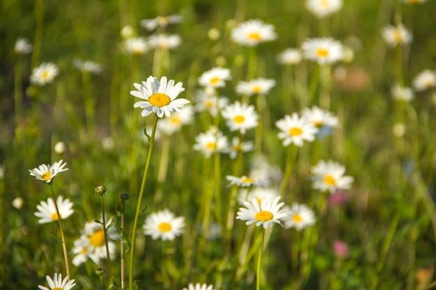 De nombreuses marguerites sur un pré vert