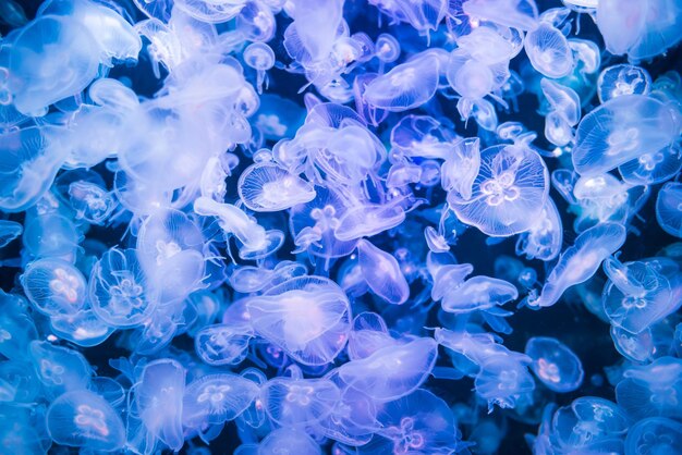 De nombreuses méduses aurelia aurita dans l'eau bleue comme arrière-plan de la vie marine nature