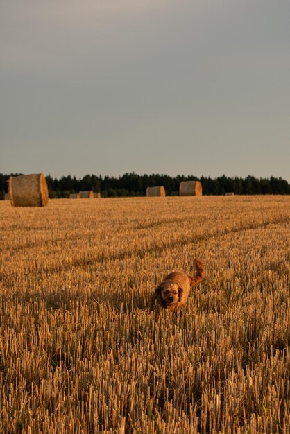 De nombreuses meules de foin se trouvent sur le terrain