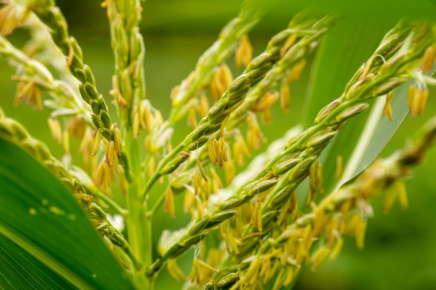 De nombreuses petites fleurs mâles composent l'inflorescence mâle, appelée gland.