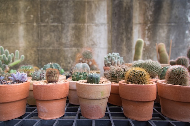 De nombreuses plantes de cactus en pot avec fond.