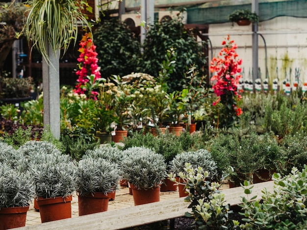 Photo de nombreuses plantes différentes dans des pots de fleurs dans un magasin de fleurs centre de jardinage et concept de fournisseur en gros