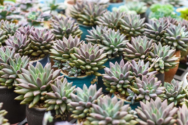 De nombreuses plantes succulentes en pot d'Echeveria elegans, Echeveria