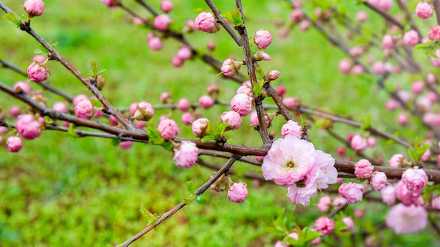 De nombreuses roses roses en fleurs sur un gros plan de buisson dans un jardin de printemps de grands buissons de roses roses en fleurs dans un parc de la ville soin des rosiers de jardin