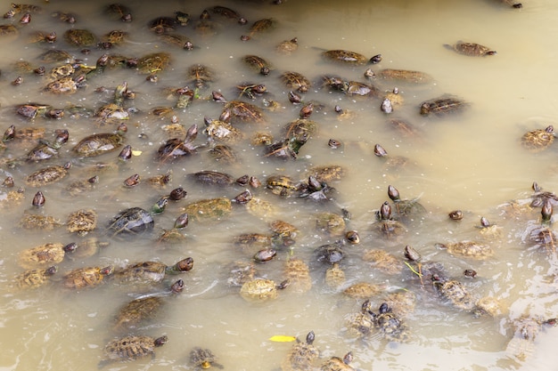 Photo de nombreuses tortues nagent dans un étang