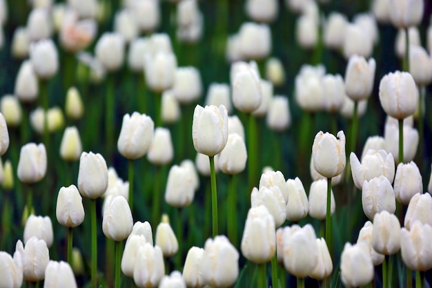 Photo de nombreuses tulipes blanches en croissance