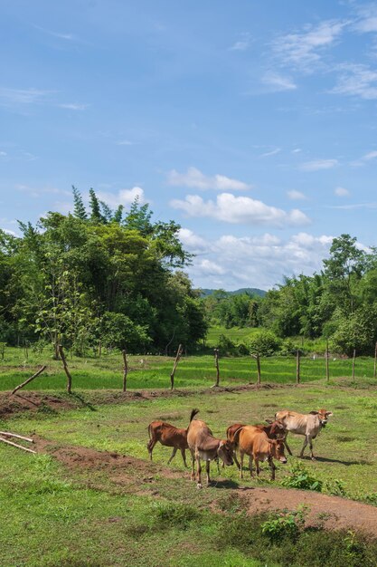 De nombreuses vaches paissent dans le pré.