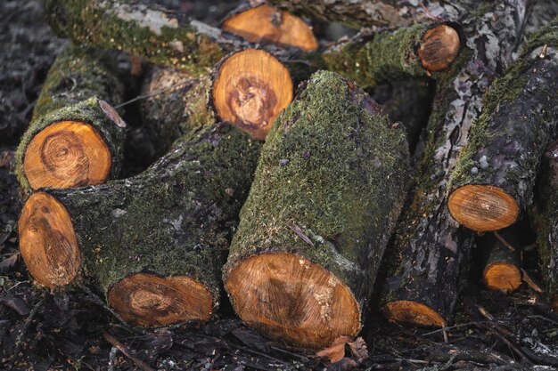 De nombreux arbres coupés dans la forêt pour le bois de chauffage