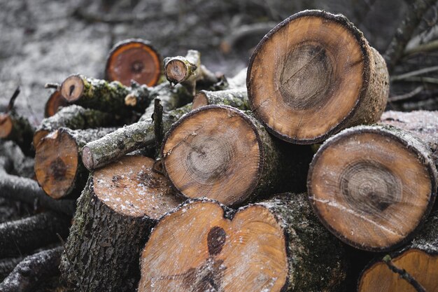 De nombreux arbres coupés dans la forêt pour le bois de chauffage