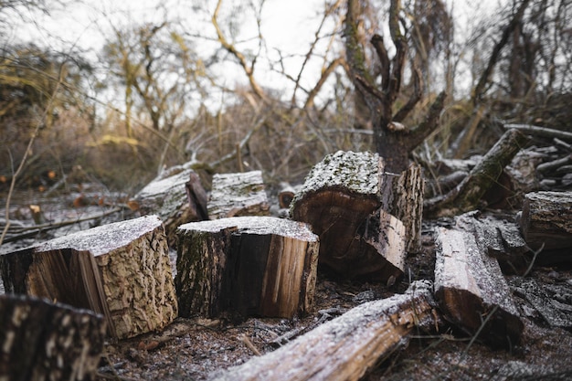 De nombreux arbres coupés dans la forêt pour le bois de chauffage