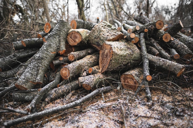 De nombreux arbres coupés dans la forêt pour le bois de chauffage