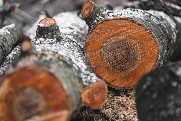 De nombreux arbres coupés dans la forêt pour le bois de chauffage