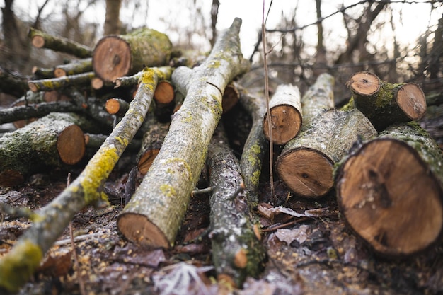 De nombreux arbres coupés dans la forêt pour le bois de chauffage