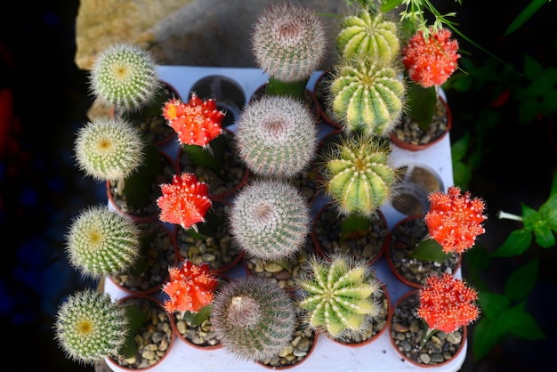 De nombreux cactus en pot à un marché aux fleurs