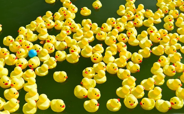 De nombreux canards en caoutchouc jaune vif flottant dans la piscine