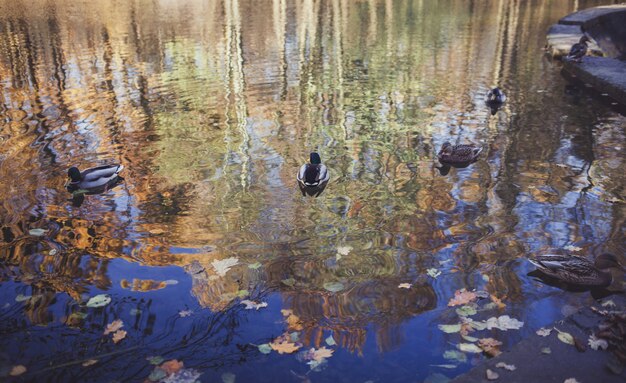 De nombreux canards dans le lac