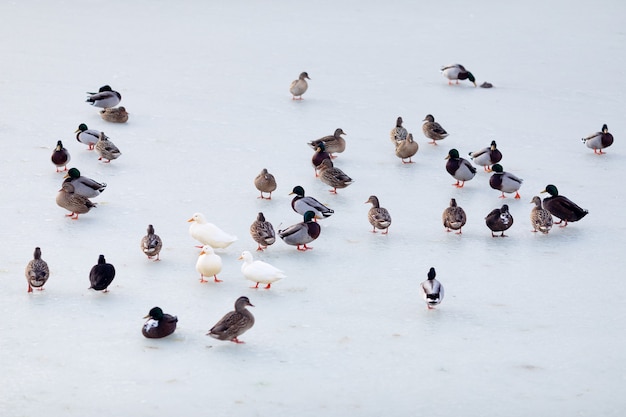 De nombreux canards sur l'étang gelé. Oiseaux sur glace.