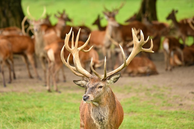 De nombreux cerfs avec des bois paissent dans la forêt