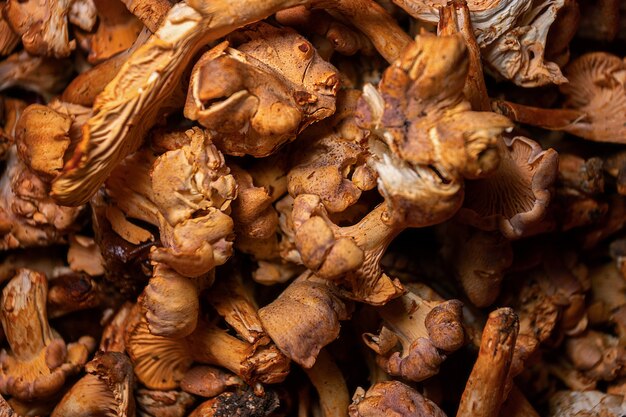 De nombreux champignons girolles crus se bouchent avec une faible profondeur de champ