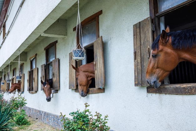 De nombreux chevaux à la crinière sombre sortent la tête des fenêtres et se tiennent dans des stalles dans une écurie